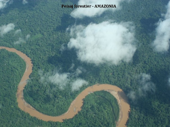 Peisaj forestier - AMAZONIA Peisaj forestier - AMAZONIA