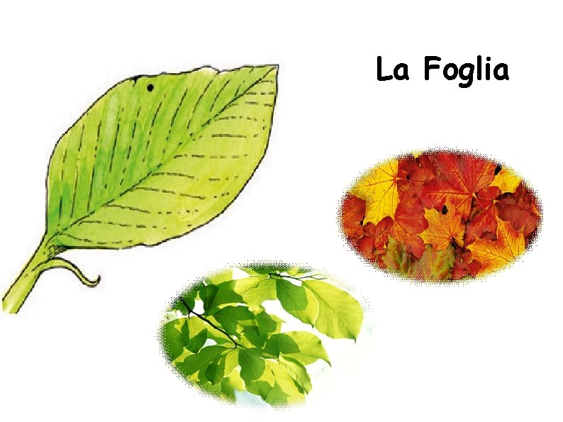 La Foglia 