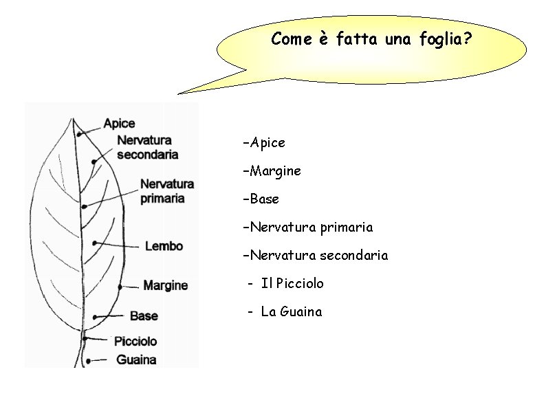 Come è fatta una foglia? –Apice –Margine –Base –Nervatura primaria –Nervatura secondaria - Il