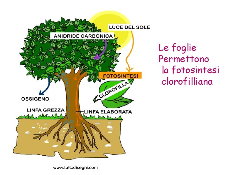 Le foglie Permettono la fotosintesi clorofilliana 