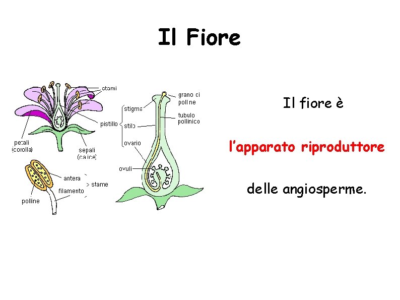 Il Fiore Il fiore è l’apparato riproduttore delle angiosperme. 