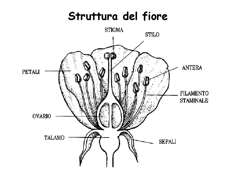 Struttura del fiore 