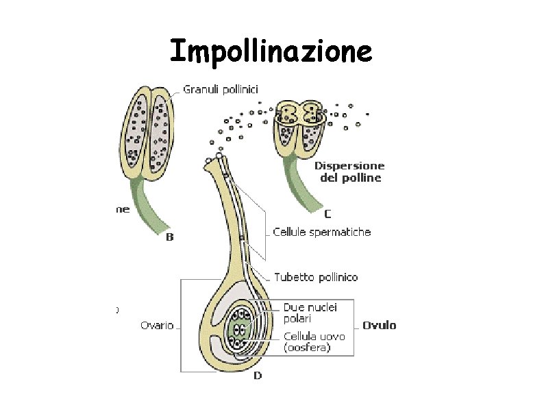 Impollinazione 