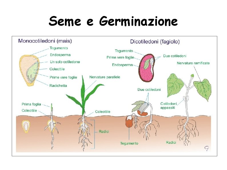 Seme e Germinazione 