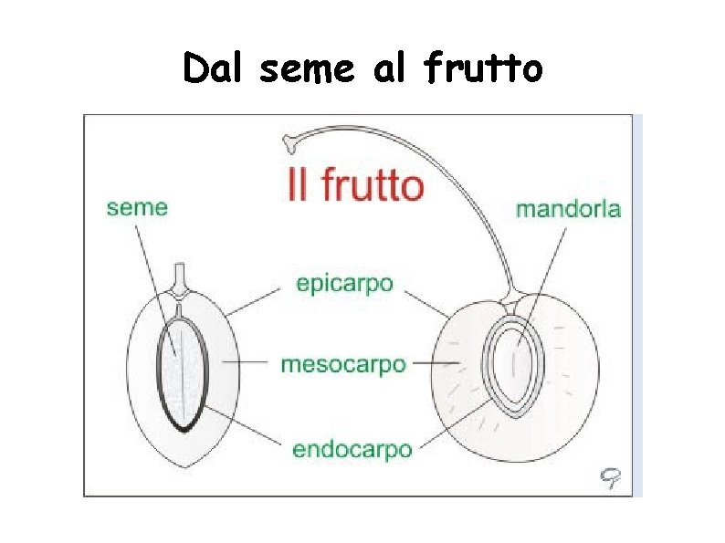 Dal seme al frutto 