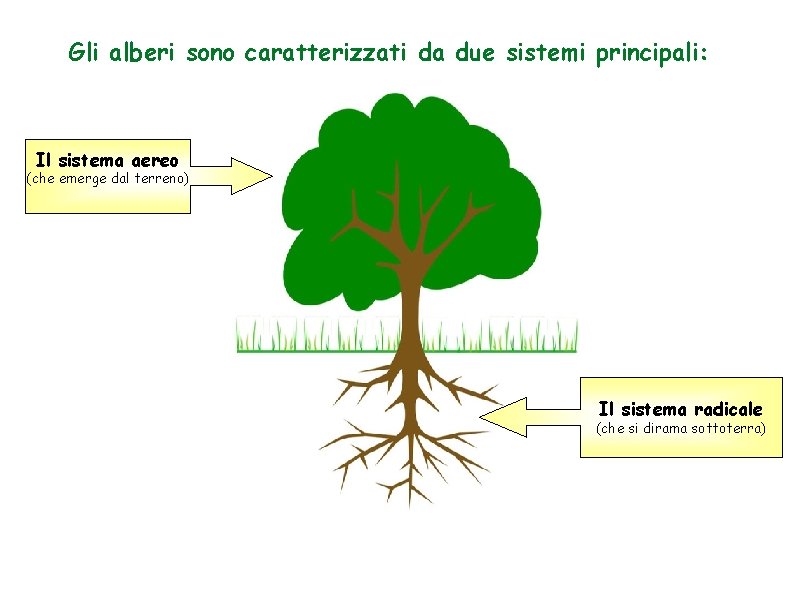 Gli alberi sono caratterizzati da due sistemi principali: Il sistema aereo (che emerge dal