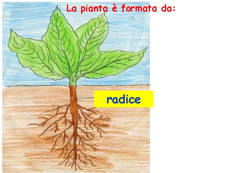 La pianta è formata da: radice 