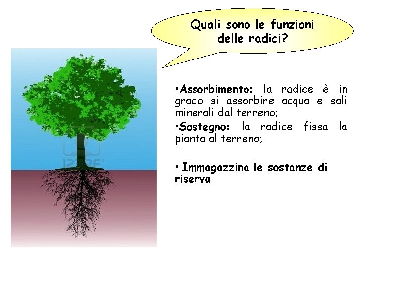 Quali sono le funzioni delle radici? • Assorbimento: la radice è in grado si