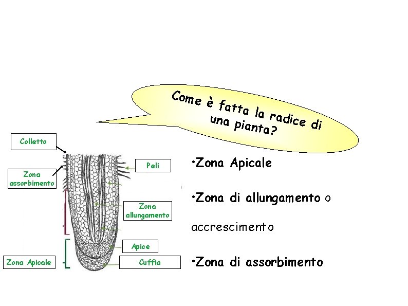 Come Colletto Zona assorbimento Peli Zona allungamento è fat ta la radice una p