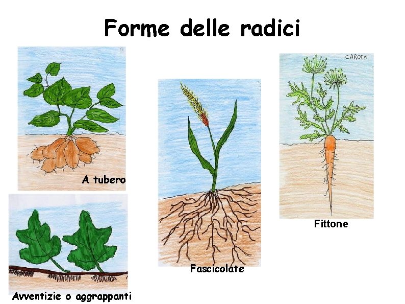 Forme delle radici A tubero Fittone Fascicolate Avventizie o aggrappanti 