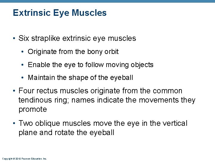 Extrinsic Eye Muscles • Six straplike extrinsic eye muscles • Originate from the bony Extrinsic Eye Muscles • Six straplike extrinsic eye muscles • Originate from the bony