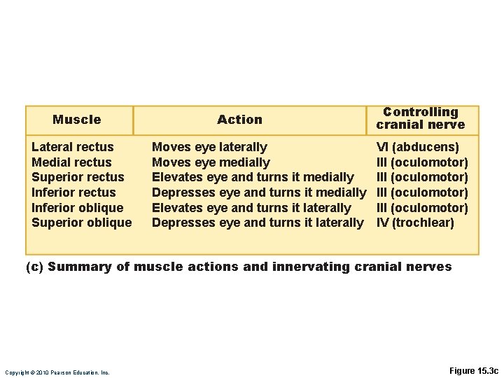 Muscle Lateral rectus Medial rectus Superior rectus Inferior oblique Superior oblique Action Moves eye Muscle Lateral rectus Medial rectus Superior rectus Inferior oblique Superior oblique Action Moves eye