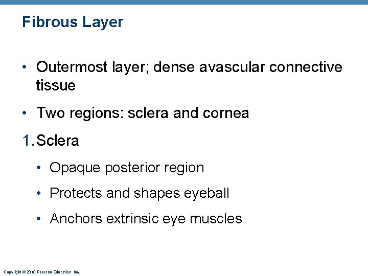 Fibrous Layer • Outermost layer; dense avascular connective tissue • Two regions: sclera and Fibrous Layer • Outermost layer; dense avascular connective tissue • Two regions: sclera and