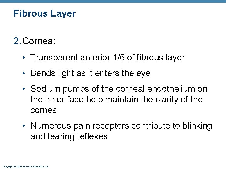 Fibrous Layer 2. Cornea: • Transparent anterior 1/6 of fibrous layer • Bends light Fibrous Layer 2. Cornea: • Transparent anterior 1/6 of fibrous layer • Bends light