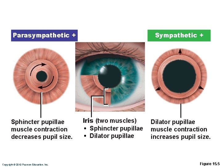 Parasympathetic + Sphincter pupillae muscle contraction decreases pupil size. Copyright © 2010 Pearson Education, Parasympathetic + Sphincter pupillae muscle contraction decreases pupil size. Copyright © 2010 Pearson Education,