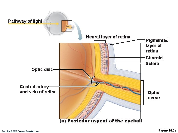 Pathway of light Neural layer of retina Pigmented layer of retina Choroid Sclera Optic Pathway of light Neural layer of retina Pigmented layer of retina Choroid Sclera Optic
