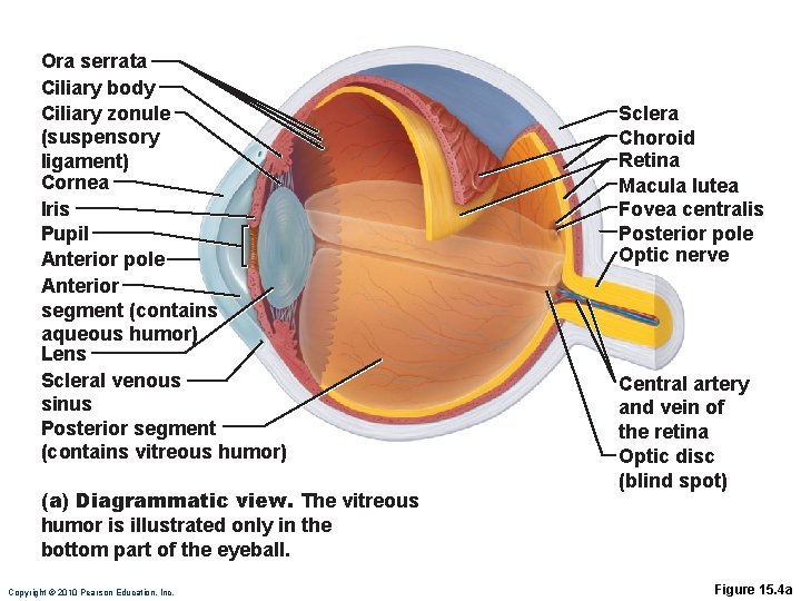 Ora serrata Ciliary body Ciliary zonule (suspensory ligament) Cornea Iris Pupil Anterior pole Anterior Ora serrata Ciliary body Ciliary zonule (suspensory ligament) Cornea Iris Pupil Anterior pole Anterior