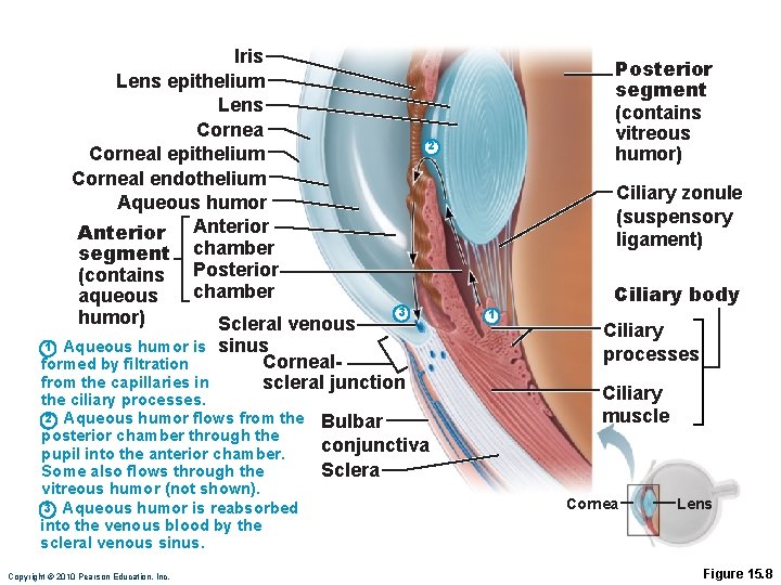 Iris Lens epithelium Lens Corneal epithelium Corneal endothelium Aqueous humor Anterior segment chamber (contains Iris Lens epithelium Lens Corneal epithelium Corneal endothelium Aqueous humor Anterior segment chamber (contains