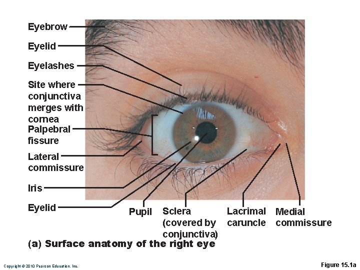 Eyebrow Eyelid Eyelashes Site where conjunctiva merges with cornea Palpebral fissure Lateral commissure Iris Eyebrow Eyelid Eyelashes Site where conjunctiva merges with cornea Palpebral fissure Lateral commissure Iris