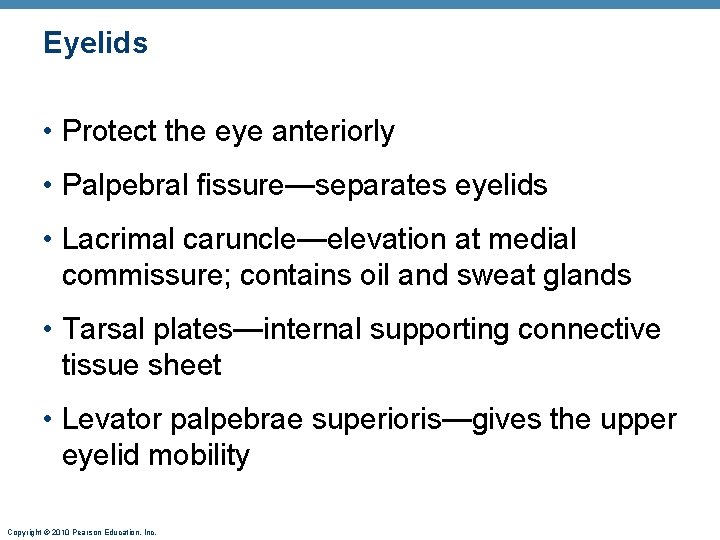 Eyelids • Protect the eye anteriorly • Palpebral fissure—separates eyelids • Lacrimal caruncle—elevation at Eyelids • Protect the eye anteriorly • Palpebral fissure—separates eyelids • Lacrimal caruncle—elevation at