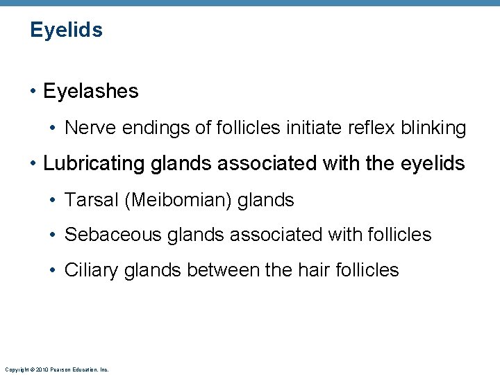 Eyelids • Eyelashes • Nerve endings of follicles initiate reflex blinking • Lubricating glands Eyelids • Eyelashes • Nerve endings of follicles initiate reflex blinking • Lubricating glands