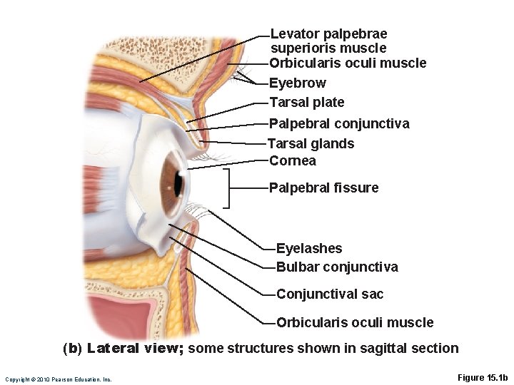 Levator palpebrae superioris muscle Orbicularis oculi muscle Eyebrow Tarsal plate Palpebral conjunctiva Tarsal glands Levator palpebrae superioris muscle Orbicularis oculi muscle Eyebrow Tarsal plate Palpebral conjunctiva Tarsal glands