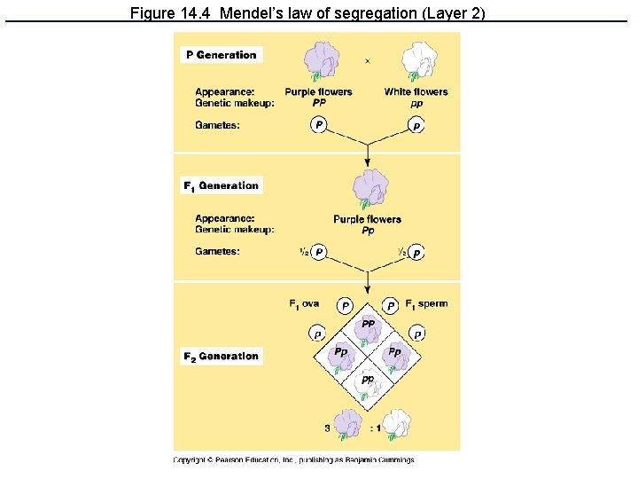 Figure 14. 4 Mendel’s law of segregation (Layer 2) 