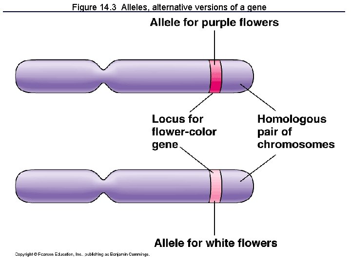 Figure 14. 3 Alleles, alternative versions of a gene 