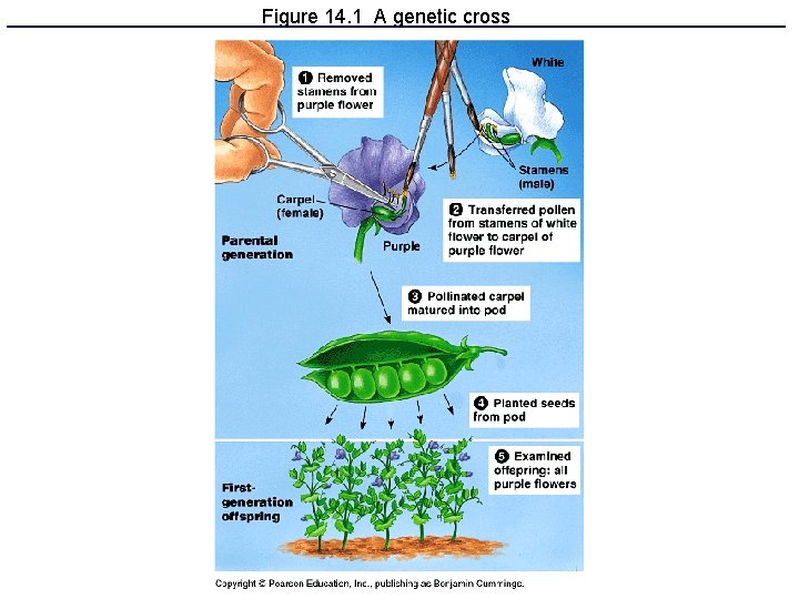 Figure 14. 1 A genetic cross 