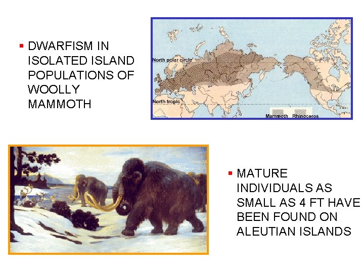 § DWARFISM IN ISOLATED ISLAND POPULATIONS OF WOOLLY MAMMOTH § MATURE INDIVIDUALS AS SMALL