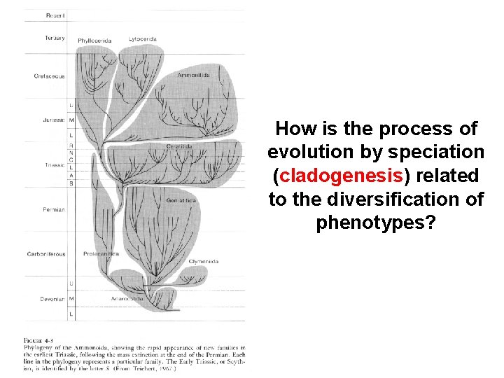 How is the process of evolution by speciation (cladogenesis) related to the diversification of