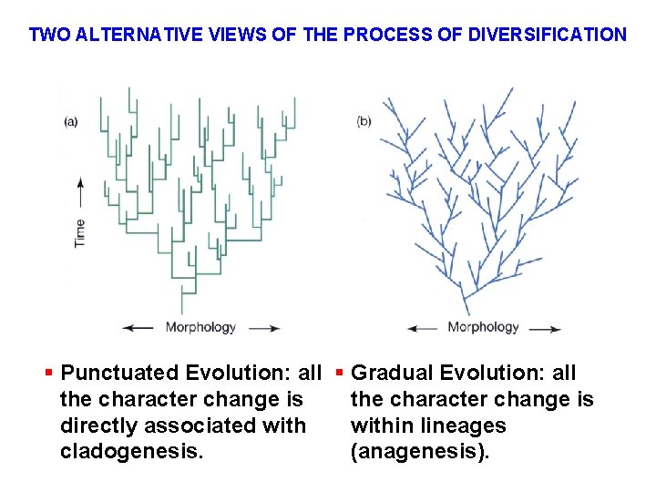TWO ALTERNATIVE VIEWS OF THE PROCESS OF DIVERSIFICATION § Punctuated Evolution: all § Gradual
