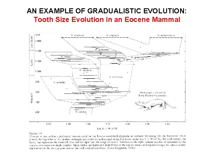 AN EXAMPLE OF GRADUALISTIC EVOLUTION: Tooth Size Evolution in an Eocene Mammal 