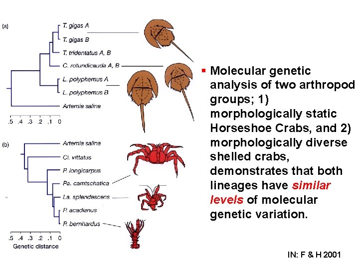 § Molecular genetic analysis of two arthropod groups; 1) morphologically static Horseshoe Crabs, and