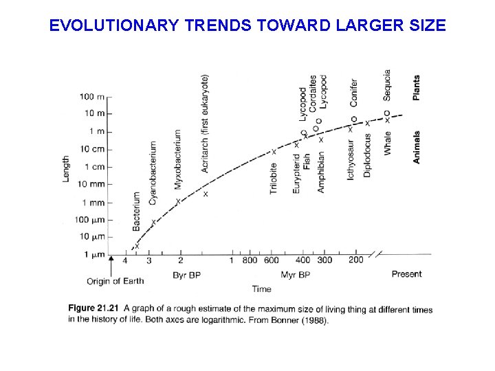 EVOLUTIONARY TRENDS TOWARD LARGER SIZE 