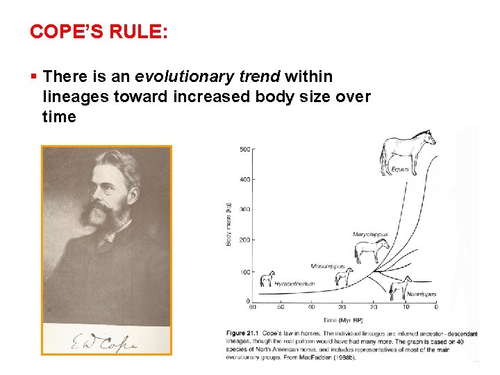 COPE’S RULE: § There is an evolutionary trend within lineages toward increased body size