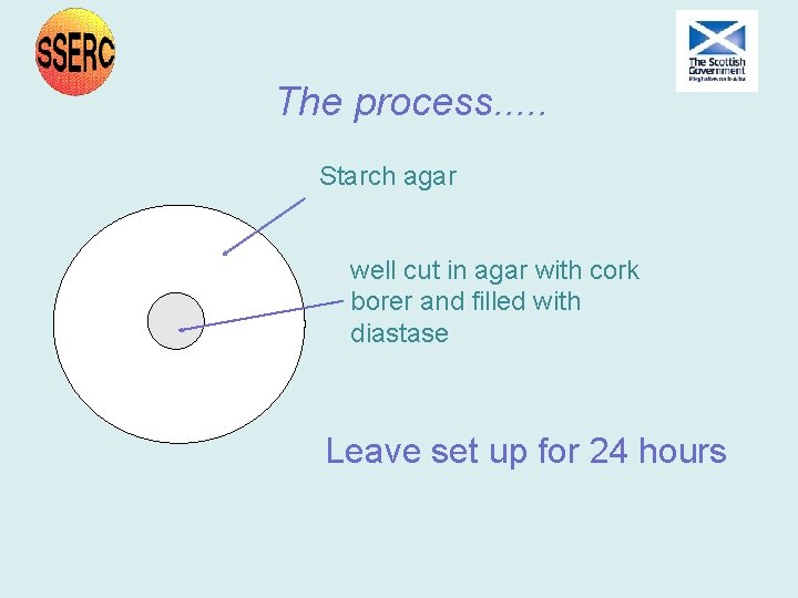 The process. . . Starch agar well cut in agar with cork borer and The process. . . Starch agar well cut in agar with cork borer and