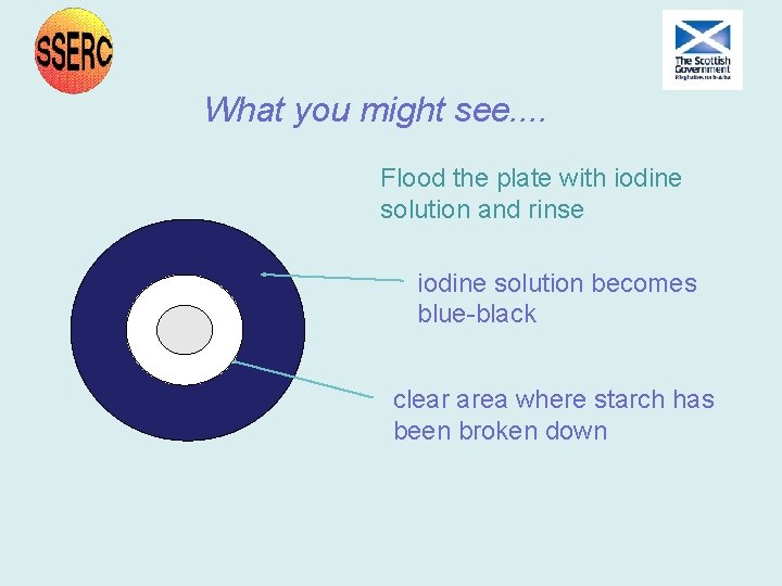What you might see. . Flood the plate with iodine solution and rinse iodine What you might see. . Flood the plate with iodine solution and rinse iodine