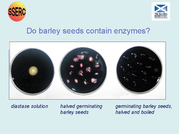 Do barley seeds contain enzymes? diastase solution halved germinating barley seeds, halved and boiled Do barley seeds contain enzymes? diastase solution halved germinating barley seeds, halved and boiled