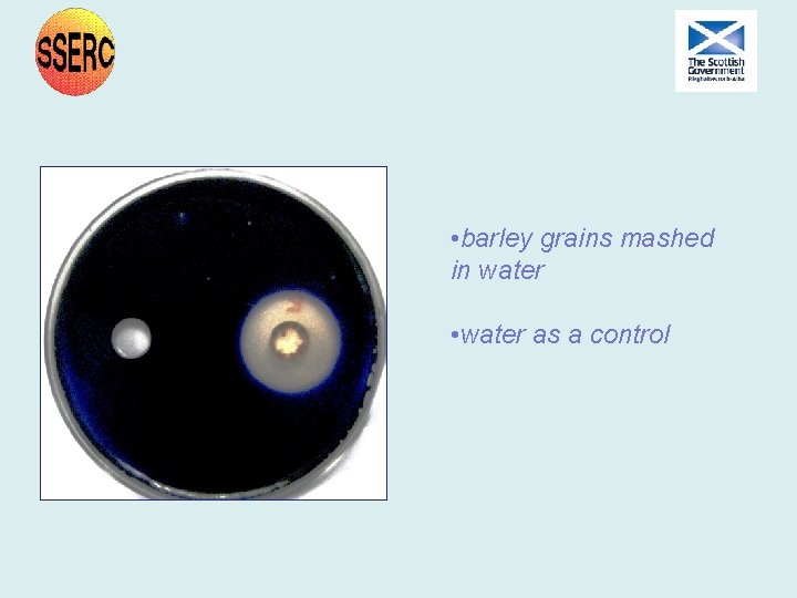 • barley grains mashed in water • water as a control • barley grains mashed in water • water as a control