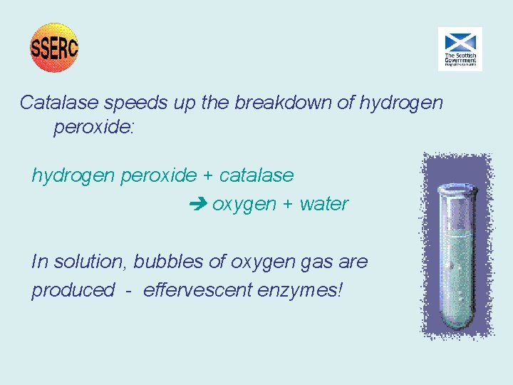 Catalase speeds up the breakdown of hydrogen peroxide: hydrogen peroxide + catalase oxygen + Catalase speeds up the breakdown of hydrogen peroxide: hydrogen peroxide + catalase oxygen +