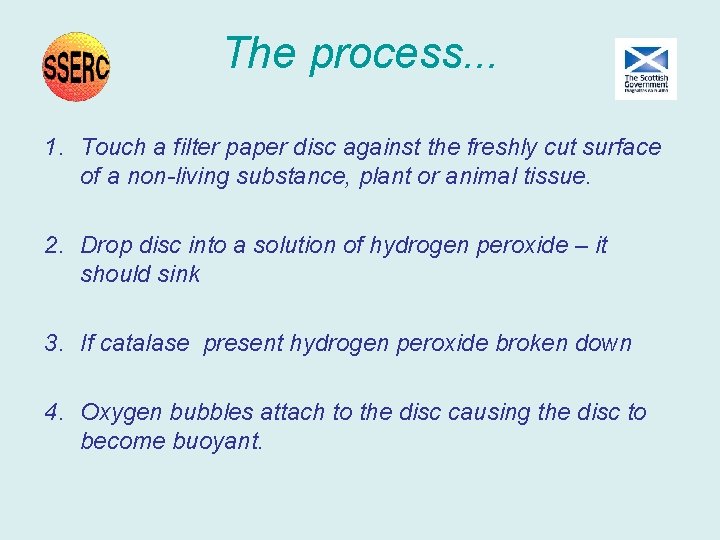 The process. . . 1. Touch a filter paper disc against the freshly cut The process. . . 1. Touch a filter paper disc against the freshly cut