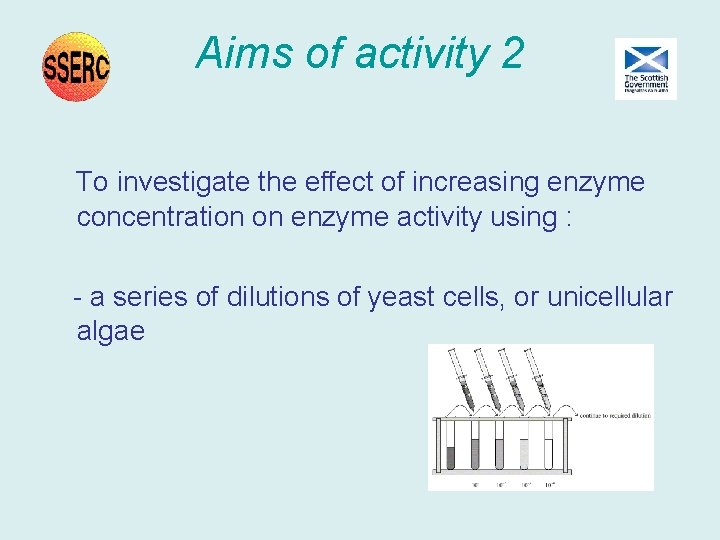 Aims of activity 2 To investigate the effect of increasing enzyme concentration on enzyme Aims of activity 2 To investigate the effect of increasing enzyme concentration on enzyme