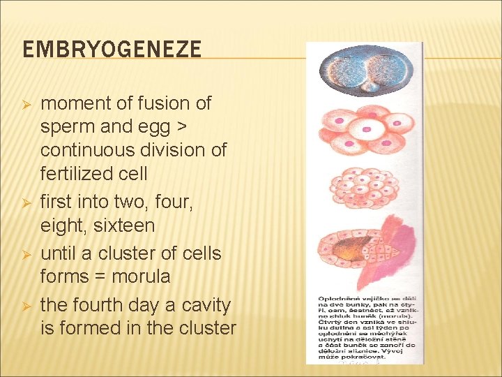 EMBRYOGENEZE Ø Ø moment of fusion of sperm and egg > continuous division of