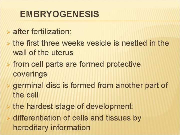 EMBRYOGENESIS after fertilization: Ø the first three weeks vesicle is nestled in the wall