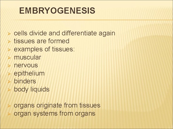 EMBRYOGENESIS Ø Ø Ø Ø Ø cells divide and differentiate again tissues are formed