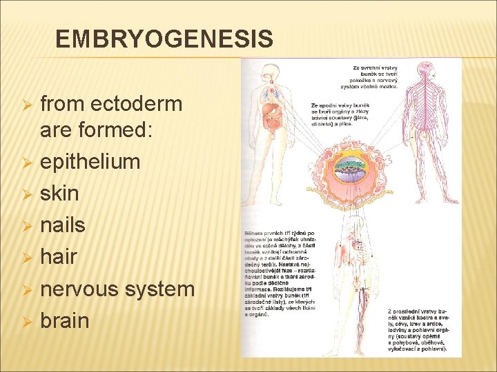 EMBRYOGENESIS from ectoderm are formed: Ø epithelium Ø skin Ø nails Ø hair Ø