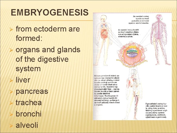 EMBRYOGENESIS from ectoderm are formed: Ø organs and glands of the digestive system Ø