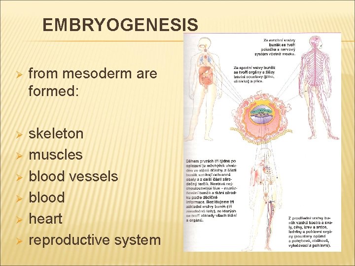 EMBRYOGENESIS Ø from mesoderm are formed: Ø skeleton muscles blood vessels blood heart reproductive