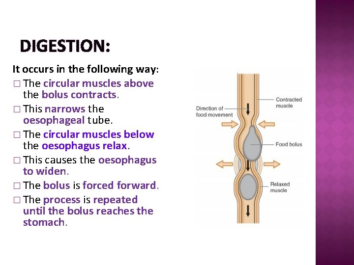 DIGESTION: It occurs in the following way: � The circular muscles above the bolus
